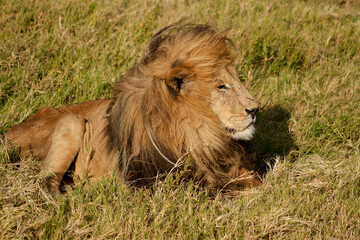 Fototapeta na wymiar lion in the wild