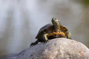 Water Tortoise, A Water Tortoise On The Stone Above The Water