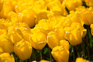 Colorful tulip fields on a sunny spring day in the countryside Keukenhof flower garden Lisse Netherlands. Happy kings day.