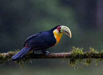 Red-breasted Toucan portrait on  mossy stick on rainy day against dark background