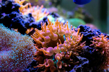 Fototapeta na wymiar Rose Bubble-tip anemone - (Entacmaea quadricolor)