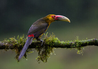 Saffron Toucanet portrait on  mossy stick on rainy day against dark background