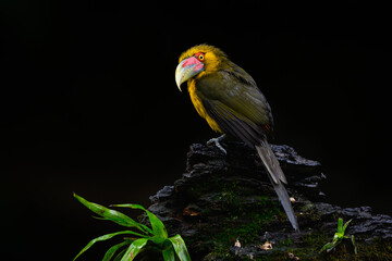 Saffron Toucanet portrait on  snag on rainy day against dark background