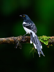 Magpie Tanager portrait on  mossy stick on rainy day against dark green background