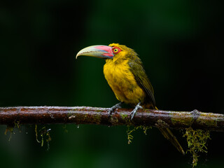 Saffron Toucanet portrait on  mossy stick on rainy day against dark background
