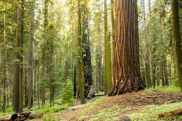 Single Giant Sequoia Stands Among Moss Covered Pines