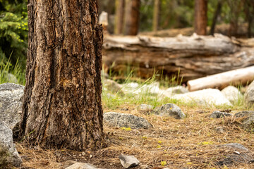 Single Tree Next to Grass Covered Trail in Sequoia