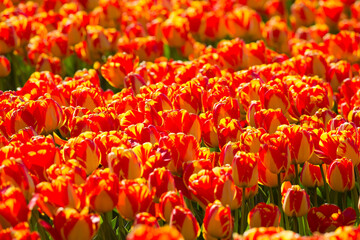Colorful tulip fields on a sunny spring day in the countryside Keukenhof flower garden Lisse Netherlands. Happy kings day