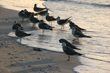 Seagulls on Beach at Sunrise Sanibel Florida