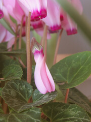 Botão de flor de Ciclame desabrochando. Flor cor-de-rosa com folhas ao redor