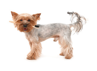 Cute Yorkshire Terrier with toothbrush on white background