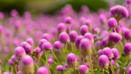 Close up of beautiful pink flower blooming in garden in spring nature background