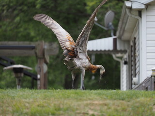 crane bird