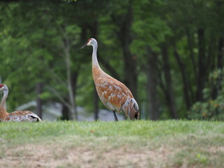 crane bird