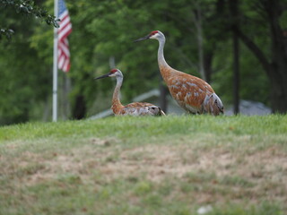 pair of crane birds