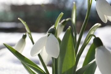 Beautiful blooming snowdrops growing in snow outdoors, closeup. Spring flowers