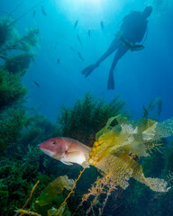 Naklejka premium A Young Male Scuba Diver Watches a Female California Sheephead in the Kelp of the Avalon Underwater Marine Park in Catalina Island of California