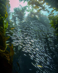 A Large School of Minnows Swim Through the Kelp Forest of the Avalon Underwater Marine Park of Catalina Island in California