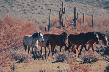 herd of horses