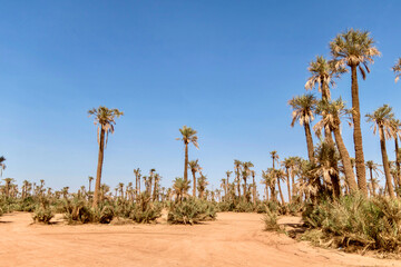 Palm trees in remote desert outside of Marrakesh Morocco