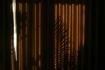 Palm tree shadows on drapes  during golden hours