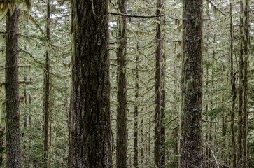 mossy trees