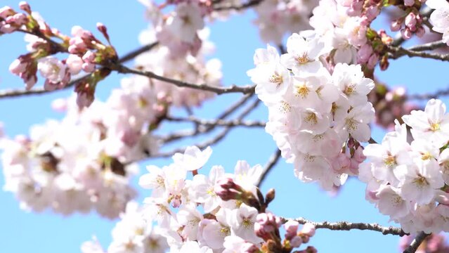 春の穏やかな日に咲き誇る桜