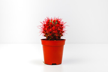 Close-up of a red cactus in a brown flower box, isolated on white background
