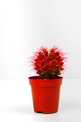 Close-up of a red cactus in a brown flower box, isolated on white background