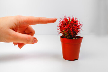 The concept of the menstrual cycle. The young woman touched the cactus.