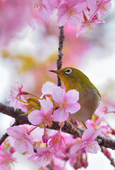 A white eye and kazwzu cherry blossoms