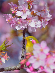 A white eye and kazwzu cherry blossoms