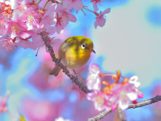 A white eye and kazwzu cherry blossoms