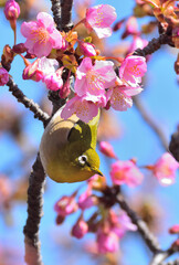 A white eye and kazwzu cherry blossoms