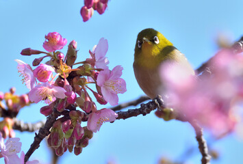 A white eye and kazwzu cherry blossoms