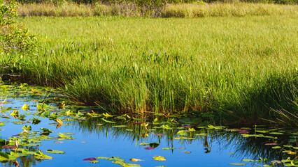 Obraz na płótnie Canvas Everglades National Park in Florida