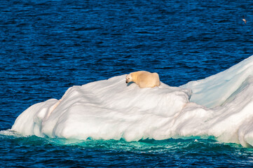 Large polar bear on an ice float © Don Landwehrle