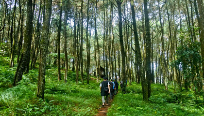 Obraz premium Track in tropical jungle. Ecotourism Enjoying the wild