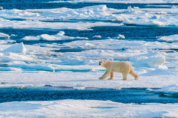 Polar bear on pack ice in Svalbard, Norway © Don Landwehrle