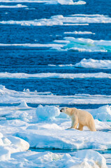 Polar bear on pack ice in Svalbard, Norway © Don Landwehrle