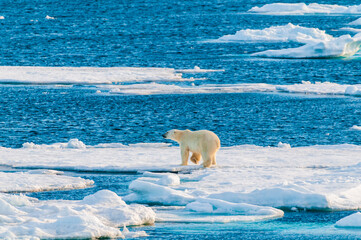 Polar bear on pack ice in Svalbard, Norway © Don Landwehrle