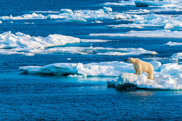 Polar bear on pack ice in Svalbard, Norway © Don Landwehrle