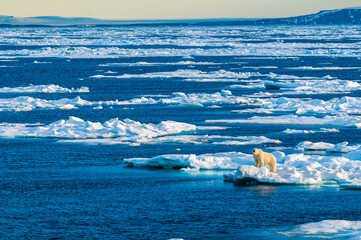 Polar bear on pack ice in Svalbard, Norway © Don Landwehrle