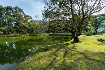 Beautiful Taiping Lake Gardens in Malaysia. Tranquil and serene landscape.