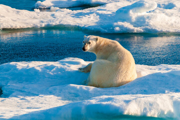 Polar bear on pack ice in Svalbard, Norway