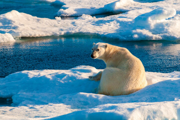 Polar bear on pack ice in Svalbard, Norway © Don Landwehrle