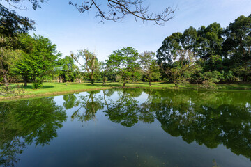 Fototapeta na wymiar Beautiful Taiping Lake Gardens in Malaysia. Tranquil and serene landscape.