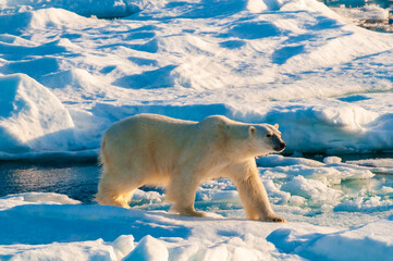 Polar bear on pack ice in Svalbard, Norway © Don Landwehrle