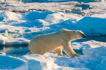 Polar bear on pack ice in Svalbard, Norway © Don Landwehrle
