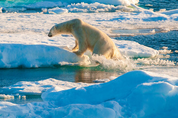 Polar bear on pack ice in Svalbard, Norway